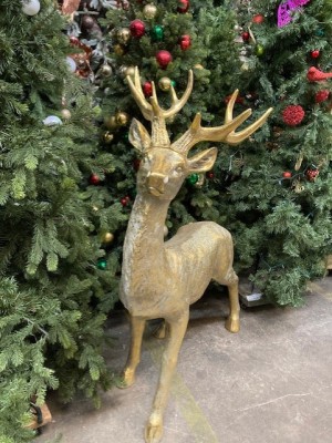 Reindeer Gold head up