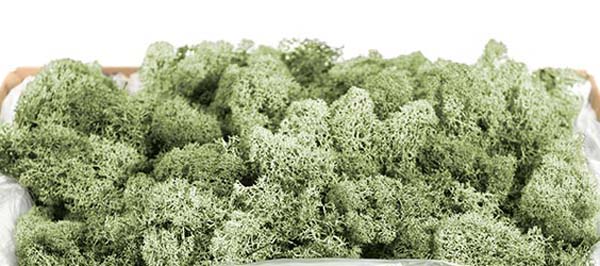 Reindeer Moss 25115 Green