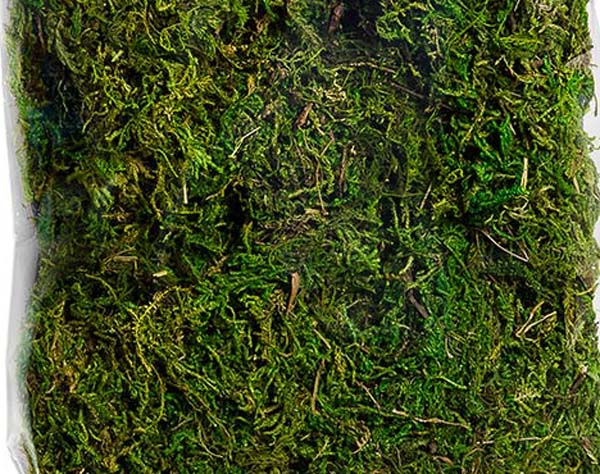 Mountain Moss 23807