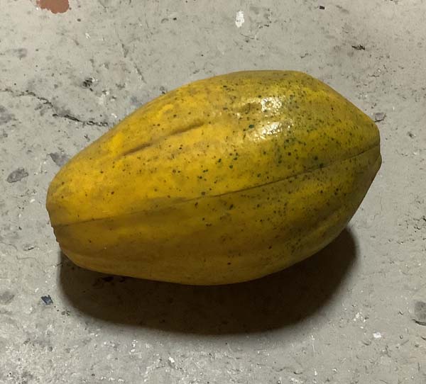 Papaya