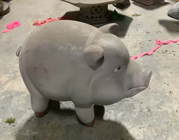 Pot belly pig