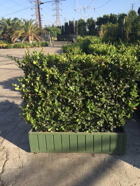 4x4' Ligustrum hedge