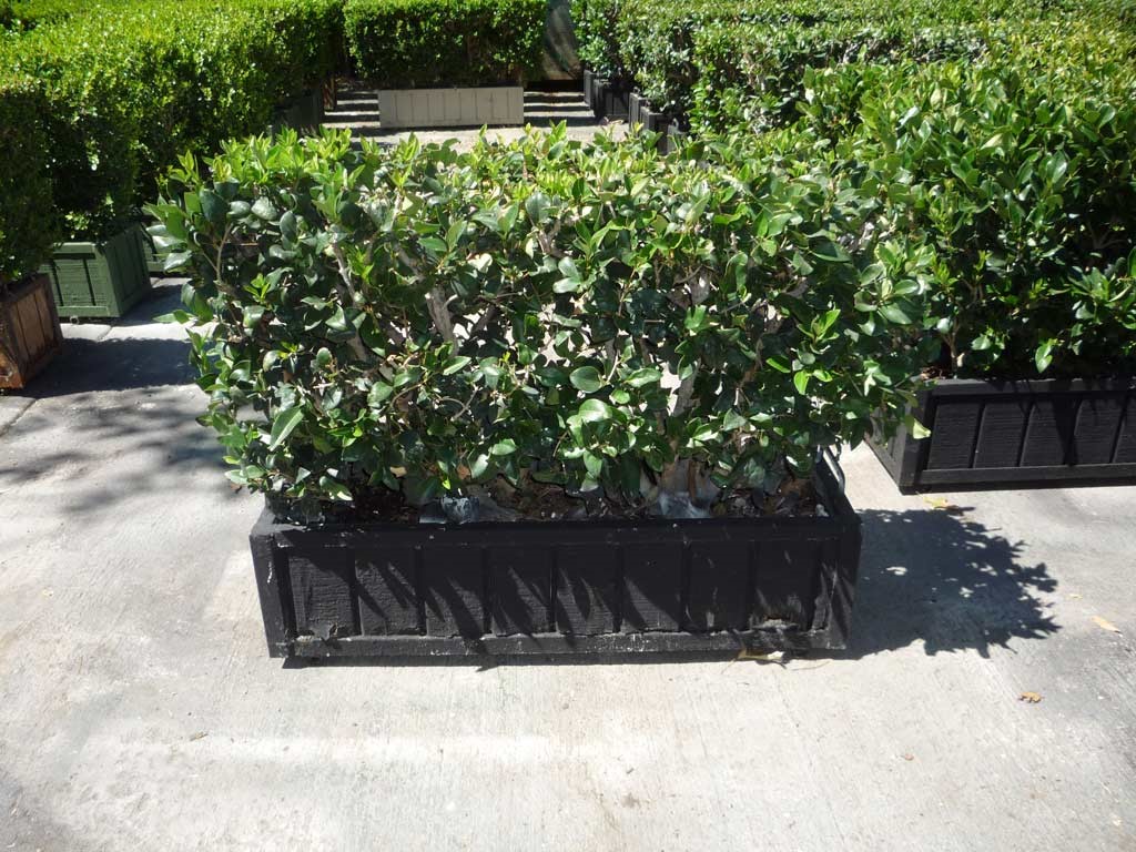 3x2.5 Ligustrum Hedge