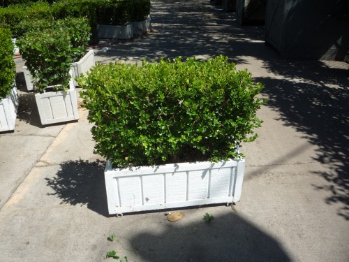 2x2 Live Boxwood Hedge