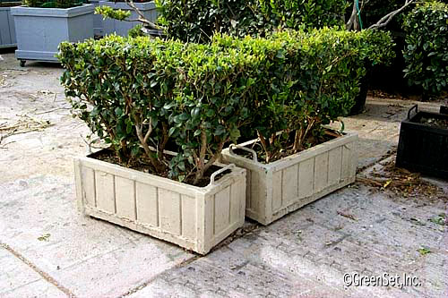 2x2 Live Ligustrum Hedge