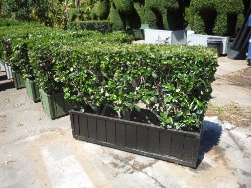 4x3 Live Ligustrum Hedge