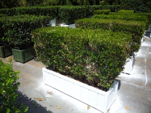 3 X 2.5 Boxwood Hedge