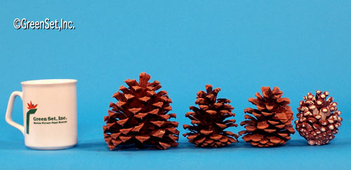 Pine Cones