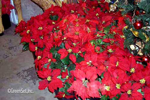 Poinsettias: Live & Artificial