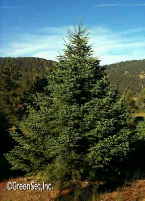 White Fir