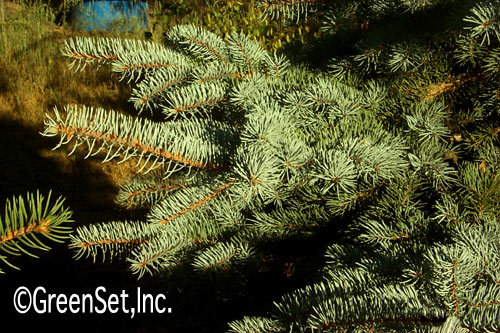 Blue Spruce Foliage