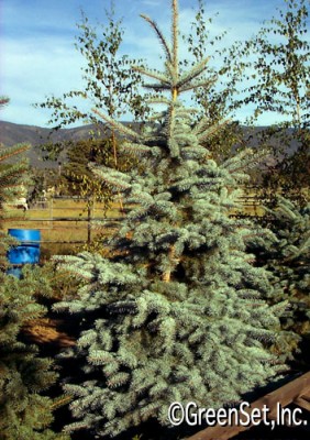 Blue Spruce