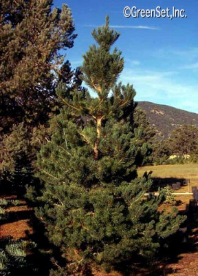 Scotch Pine