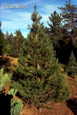 Scotch Pine Tree