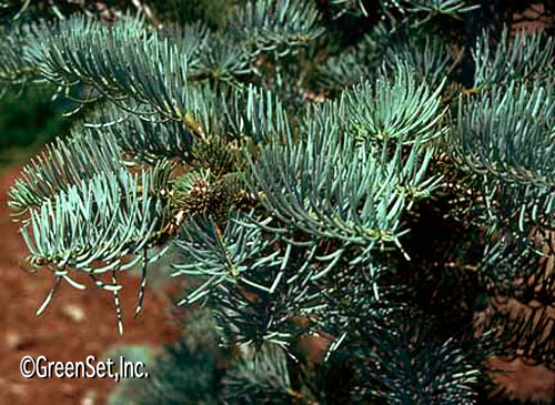 White Fir Branches