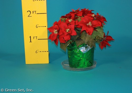 Poinsettias