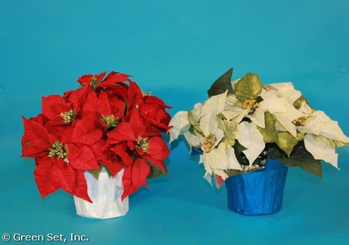 Poinsettias 6 in