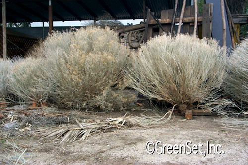 Sagebrush on Base