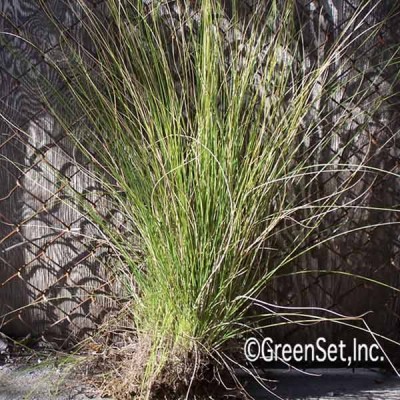 Pennisitum Grass Clump