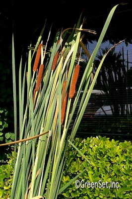 Cattail with Reeds