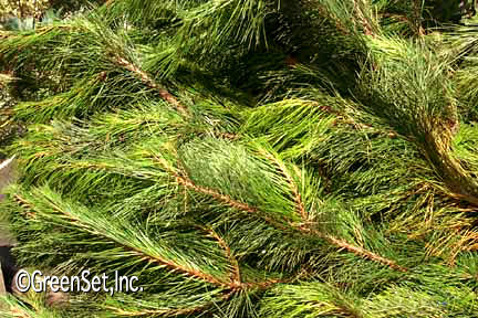 Monterey Pine Foliage