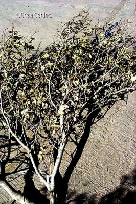 Oak Limb Dead Leaves