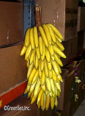 Artificial Bananas