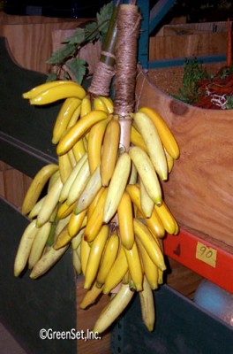 Artificial Banana Bunch