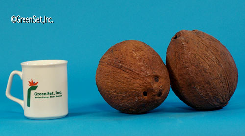 Artificial Coconuts