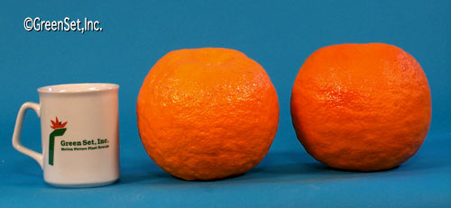 Artificial Oranges