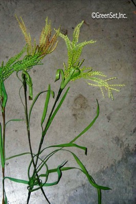 Silk Foxtail Grass