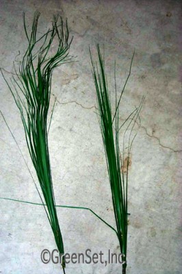 Silk Onion Grass