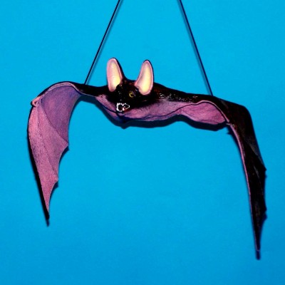 flying bat