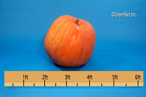 Large Pumpkin - right view