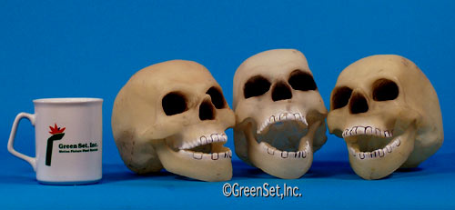 Small Skulls