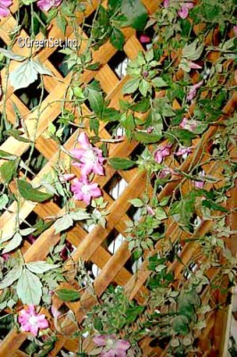 Morning Glory on Lattice