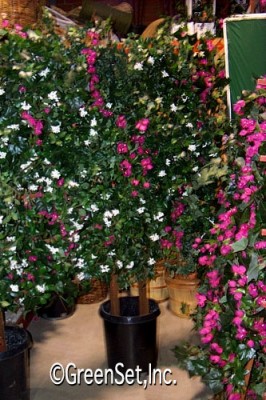 Magenta Bougainvillea Trellis