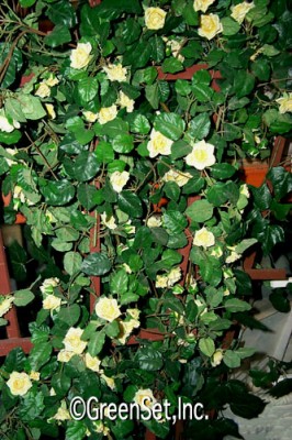 Yellow Rambling Rose Trellis