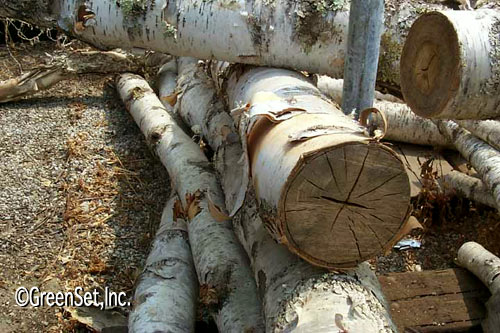 Birch Logs