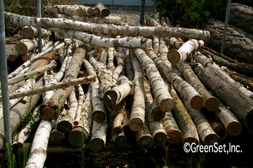 Birch Poles