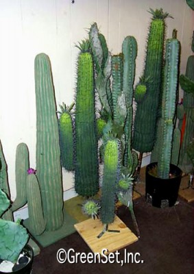 Foam Cactus