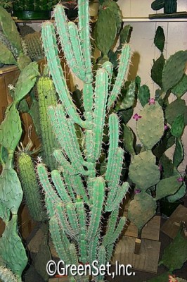 Plastic Finger Cactus