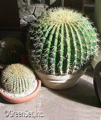 Barrel Cactus