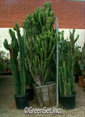 Euphorbia