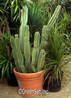 Euphorbia