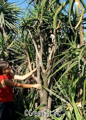 Tree Aloe Plant