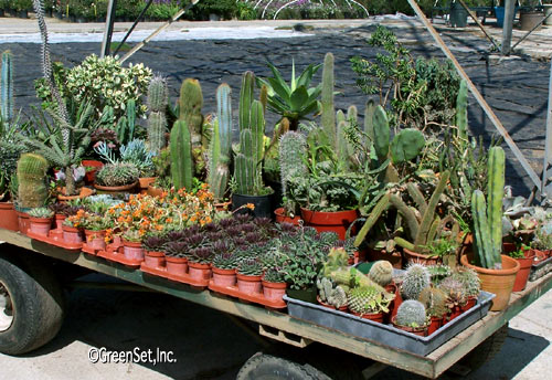 Assorted Cacti in Pots