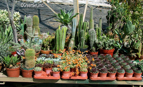 Assorted Cactus - Front View