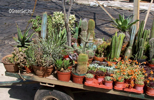 Assorted Cacti - Left View