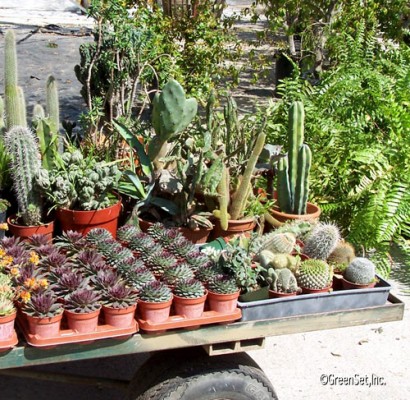 Assorted Cacti - Right View